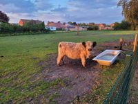 2 Galloway Bullen Niedersachsen - Leer (Ostfriesland) Vorschau