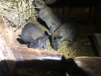 Jungen Kaninchen  3xRammler in dunkelgrau Sachsen - Neustadt Vorschau