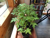 Tomatenpflanzen versch. Sorten für 1,50€ Thüringen - Bad Berka Vorschau