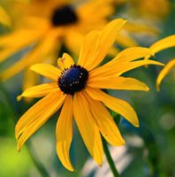 1- mehrere Rudbeckia- Pflanzen, Sonnenhut Bayern - Nordendorf Vorschau