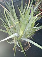 Aloe Vera alte Pflanze Bayern - Rehling Vorschau