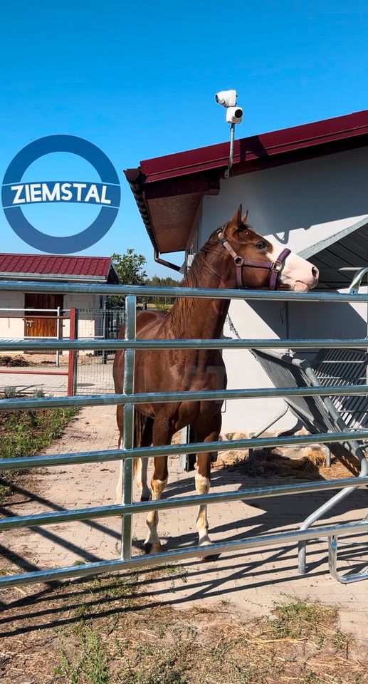 Weidepanel Texas 2,4m 3m 3,6m mit oder ohne Tor, NEU!! in Garching b München