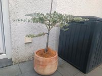 Eukalyptus Bäumchen Baum Stämmchen Pflanze Bielefeld - Stieghorst Vorschau