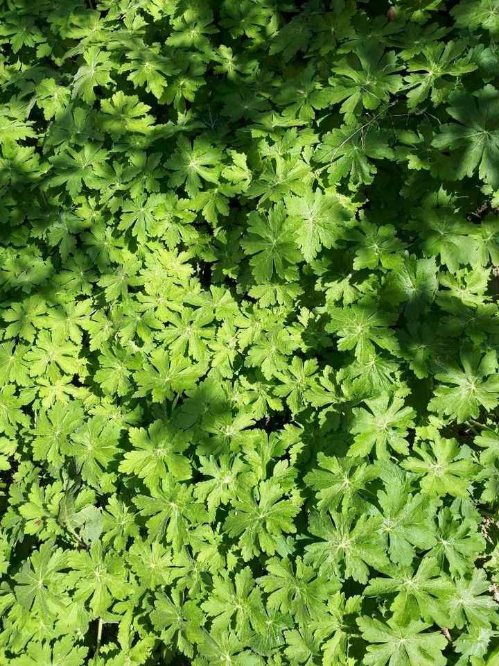 Spessartgeranien und Gartenerde kostenlos abzugeben in Veitshöchheim