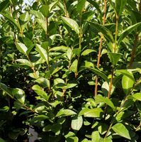 Ligustrum ovalifolium (winterharter Liguster) Schleswig-Holstein - Schenefeld (Kreis Steinburg) Vorschau