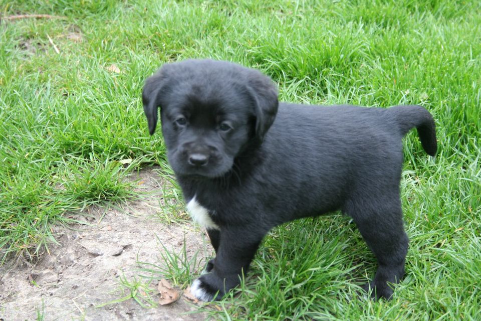 Labrador x Mini Australian Shepherd Mischlings Welpen Rüden. in Rietberg