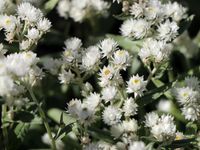 Staude Garten Sommerschnee Anaphalis triplinervis Niedersachsen - Ahlerstedt Vorschau