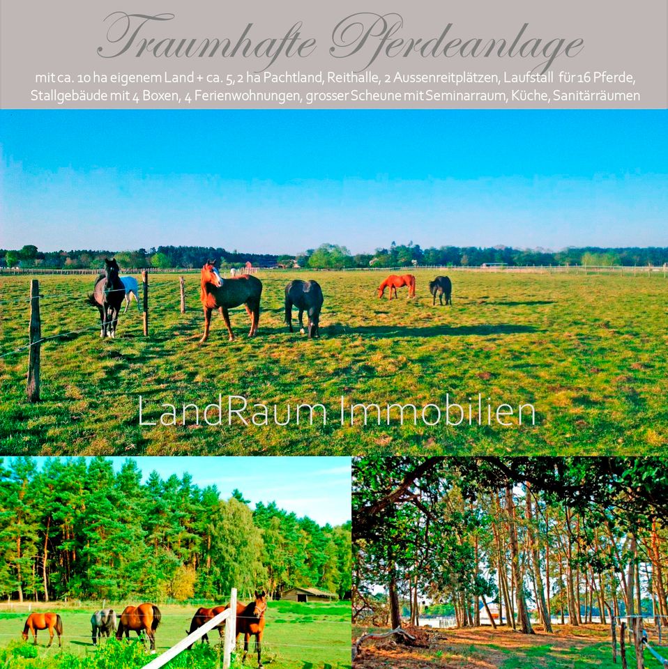 Pferdeanlage - Pferdehof - Reitanlage, 10 ha Land + ca. 5,2 ha Pachtland (bis 31.7.26), Reithalle 20 x 60 m, 2 Aussenreitplätzen, Laufstall 16 Pferde+4 Boxen, 4 FeWo+Baugrundstück, grosser Scheune in Dreetz