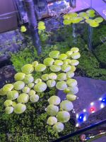 Froschbiss Schwimmpflanze Aquarium Pflanze Moos Fische Teich Kreis Pinneberg - Halstenbek Vorschau