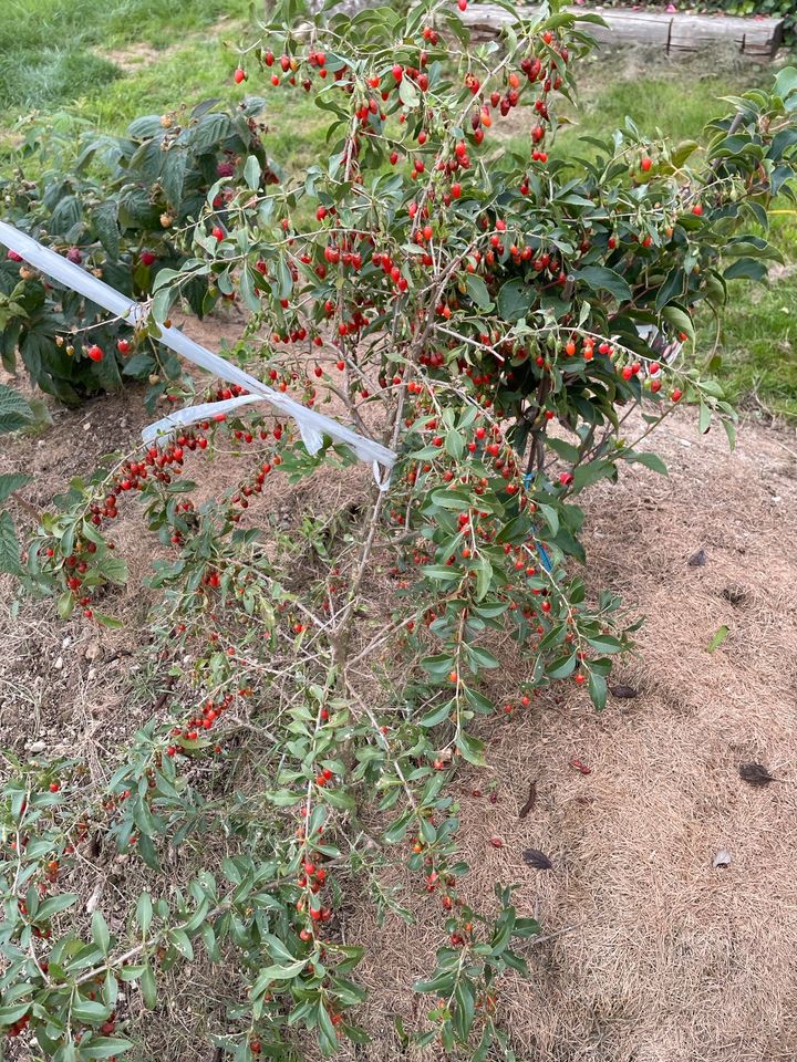 Goji Beere in Eberhardzell