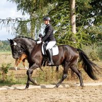 Artiger Hannoveraner Wallach für Dressur,Springen & Freizeit Niedersachsen - Bergfeld Vorschau