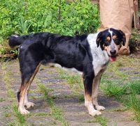 JUSTIN, Großer Schweizer Sennenhund Mix, geb. 06/2019 Hessen - Aarbergen Vorschau