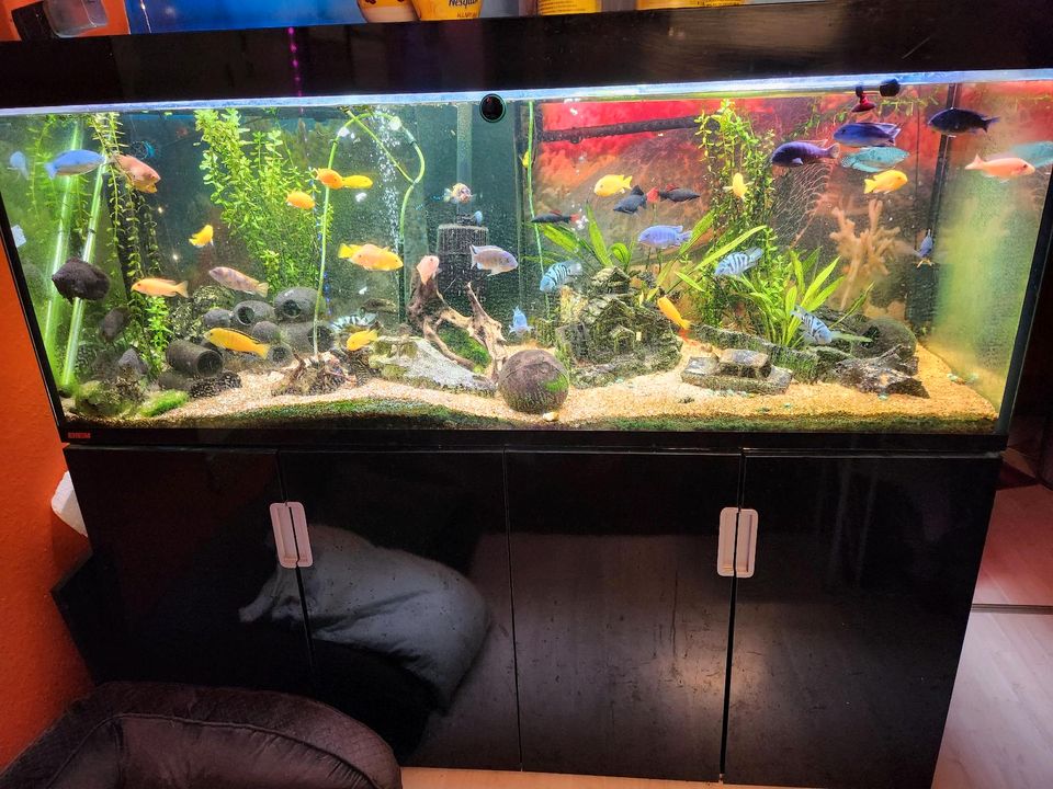 Aquarium 500 Liter in Lübeck
