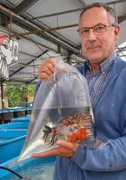 große Schubunkies , 24-28 cm , große Goldfische, Wasserpflanzen Nordrhein-Westfalen - Kevelaer Vorschau