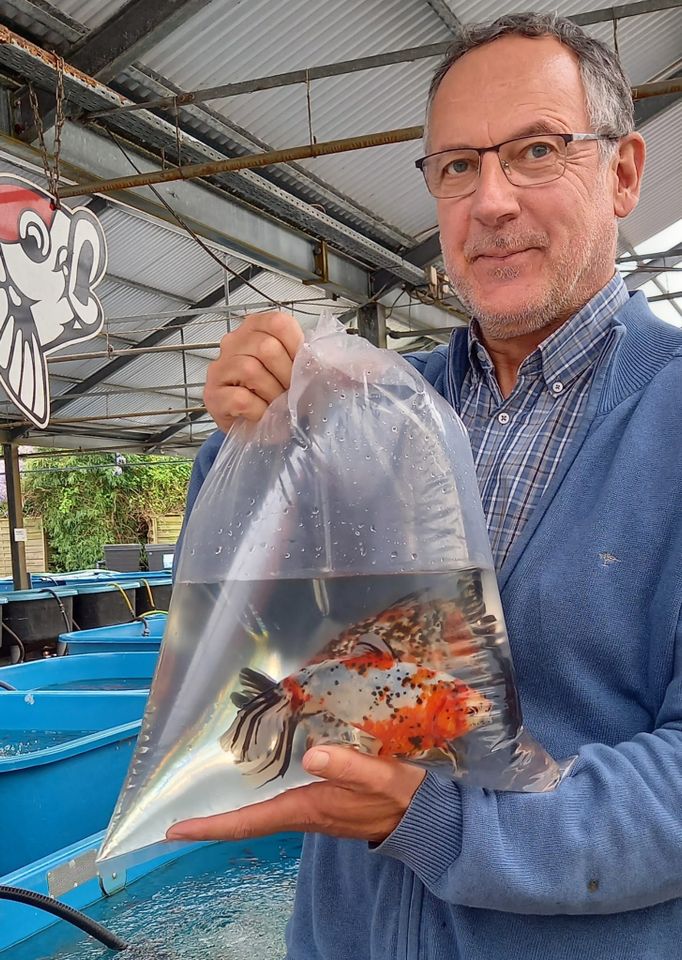 große Schubunkies , 24-28 cm , große Goldfische, Wasserpflanzen in Kevelaer