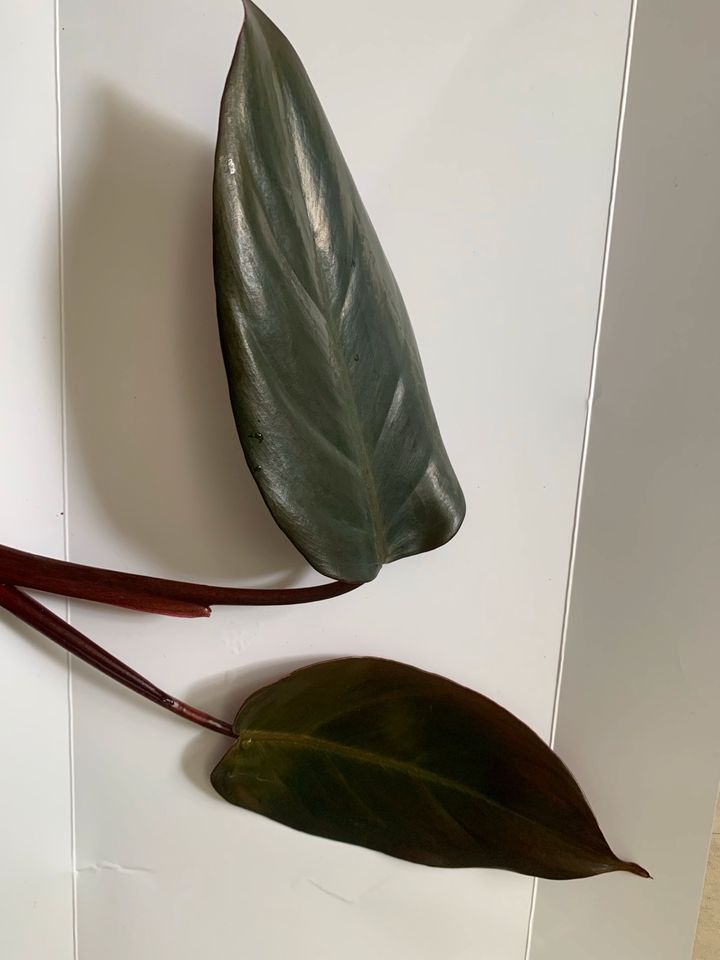 Philodendron Dark Lord in Hirschaid