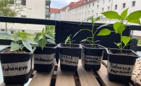 Gemüsepflanzen Tomate und Chili Hannover - Herrenhausen-Stöcken Vorschau