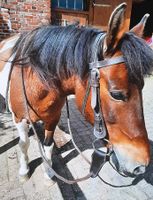 Stabile Western Trense Cob Niedersachsen - Oldenburg Vorschau