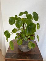 Pilea / Ufopflanze 47 cm hoch mit Stein-Übertopf Niedersachsen - Braunschweig Vorschau