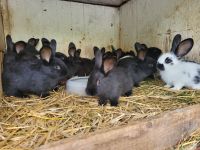junge Kaninchen zu verkaufen Thüringen - Uder Vorschau