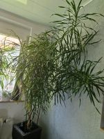 Dracaena Planze Baden-Württemberg - Sachsenheim Vorschau