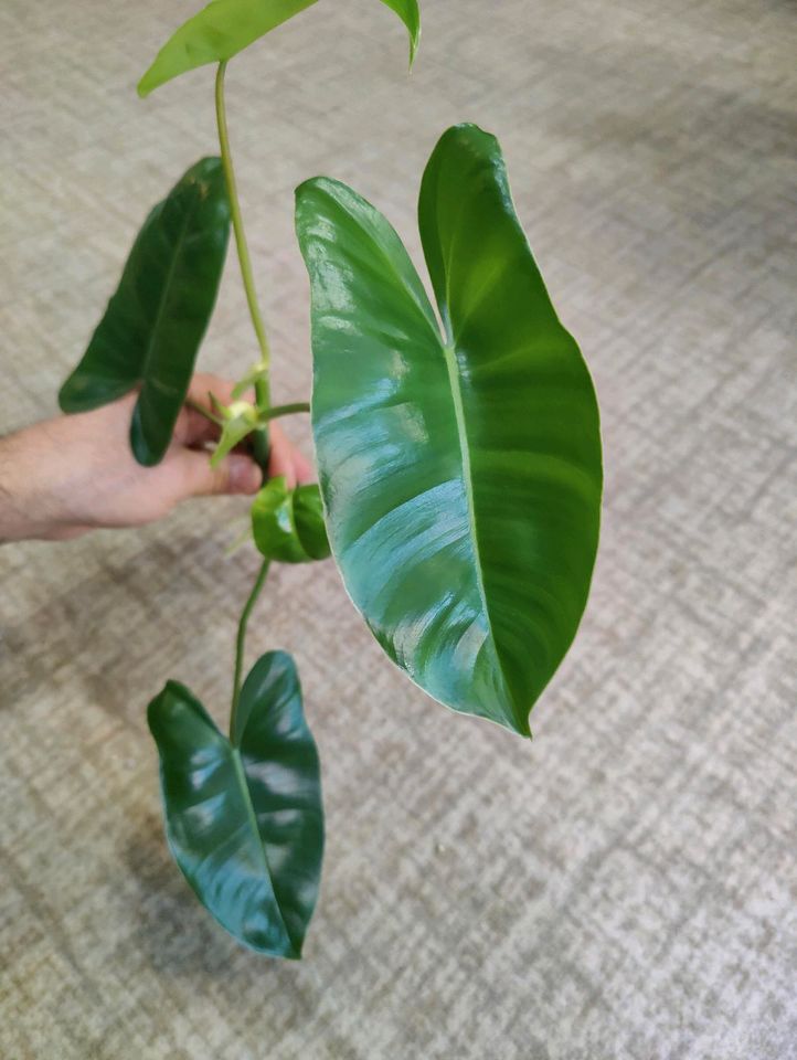 2 große Philodendron Burle Marx Variegata XXL Zimmerpflanze in Stuttgart