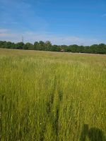 Weideplätze frei Niedersachsen - Bockhorn Vorschau