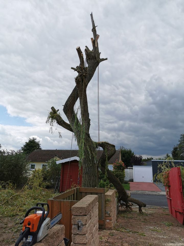 Gärtner / Gartenarbeit GARTEN UND BAUMPFLEGE in Peine