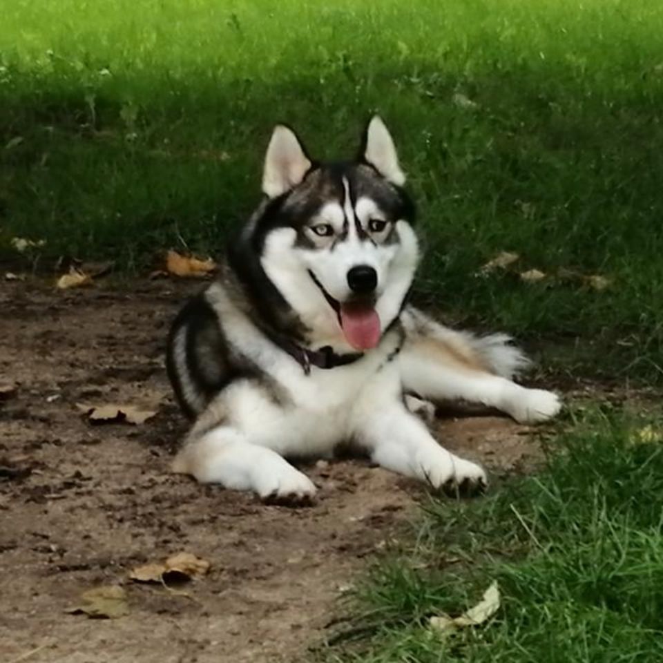 ☆Sibirische Husky☆ in Halle