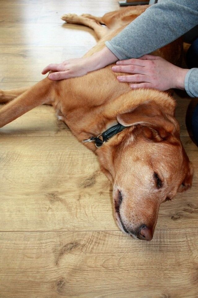 mobile Praxis für Hundephysiotherapie und Osteopathie in Hagen