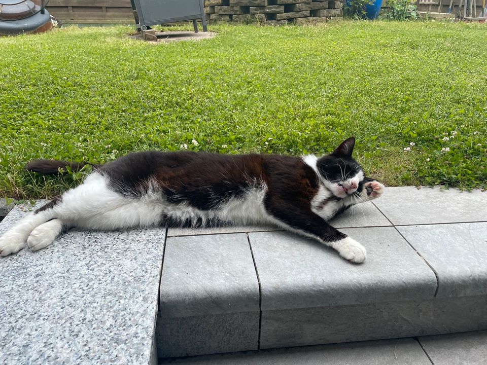 Rocky vermisst in Neunkirchen-Seelscheid