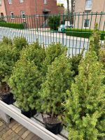 Zuckerhutfichte | Picea glauca ‘Conica’ | ca. 70cm hoch Essen - Frillendorf Vorschau