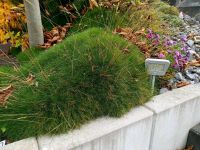 Bärenfellgras frischgrünes Gras ohne wässern Hessen - Glashütten Vorschau