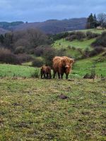 Schottische Hochlandrinder Highland Cattle Rheinland-Pfalz - Mörschied Vorschau