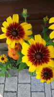 Blumensamen Sonnenhüte Bayern - Gerhardshofen Vorschau