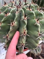 Ferocactus herrerae Kakteen Kaktus Baden-Württemberg - Pforzheim Vorschau