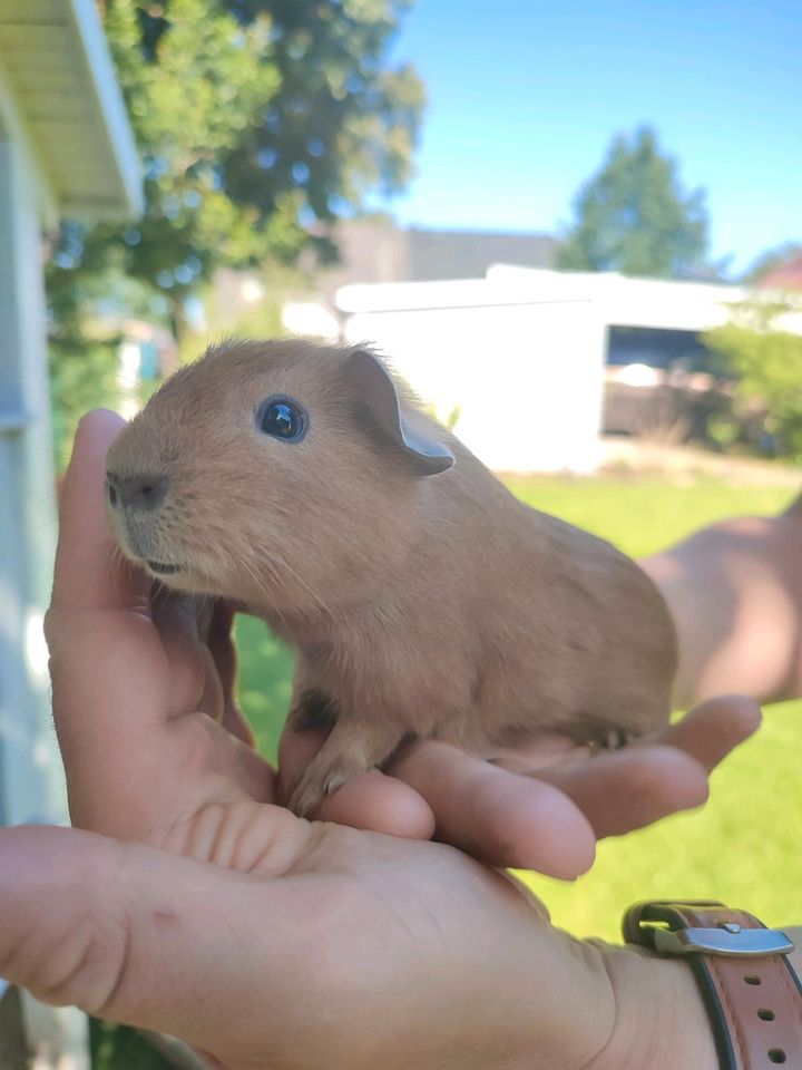 Meerschweinchenbabys noch 2 Böcke, ein Teddy in Michendorf