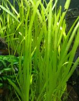 Aquarium Pflanzen Süßwasser Vallisneria Rostock - Dierkow Vorschau