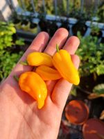 Naga Dorset Orange - Chili Samen Sachsen - Freital Vorschau
