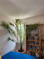 Schöne hohe Palme für Wintergarten Altbauwohnung abzugeben München - Bogenhausen Vorschau