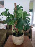 Glückliche, wachstumsfreudige Monstera, 100cm Berlin - Treptow Vorschau