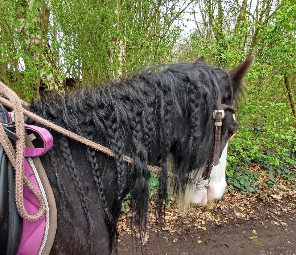 Ponystute, 135cm, sucht Reitbeteiligung in Hamburg