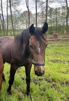 Hannoveraner Springpferd Hengst v. Nairobi de Muze Niedersachsen - Andervenne Vorschau