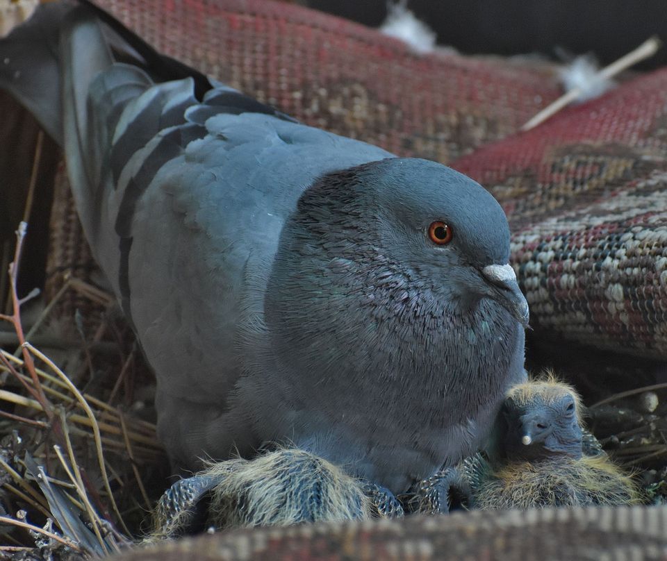 Stadttauben Tauben Nest Eier Tierschutz in Memmingen