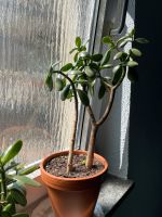 Geldbaum / Jade Plant / Pfenningbaum | Zimmerpflanze Innenstadt - Köln Altstadt Vorschau