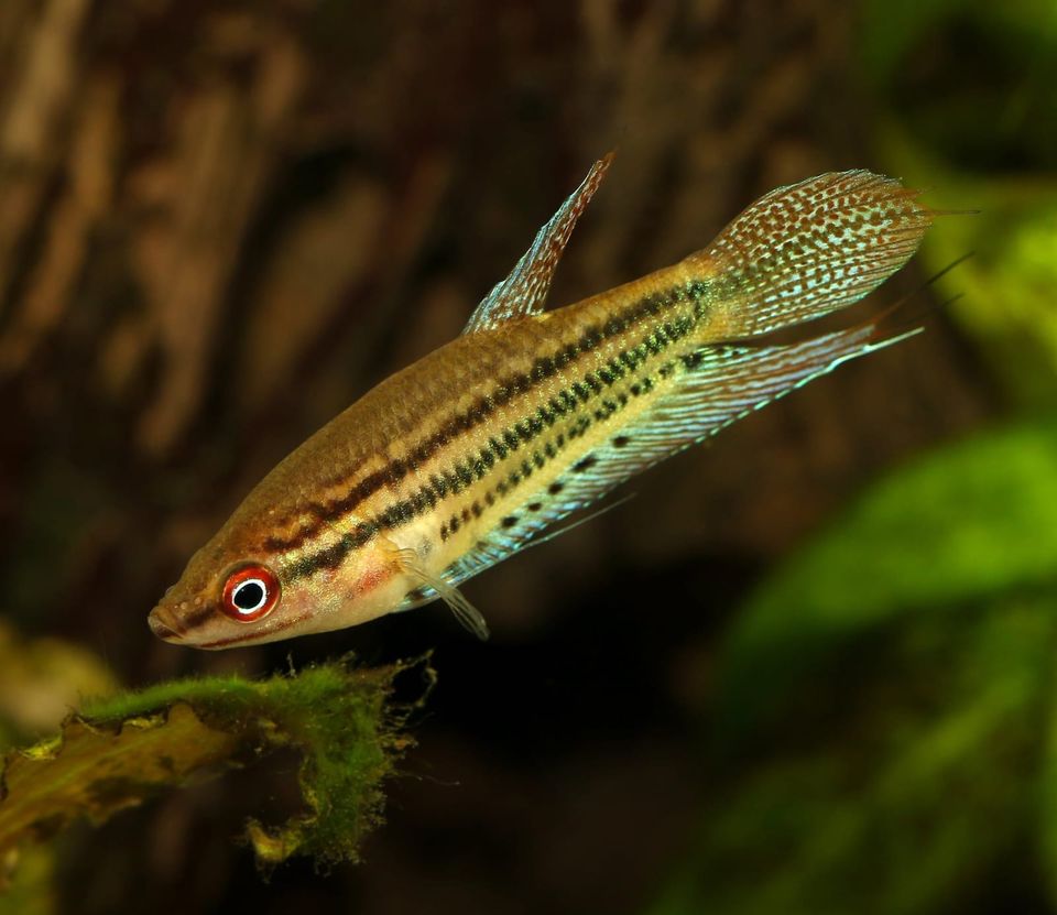 Betta fische schwertträger zwerggurami fency fisch pfau fisch in Buchholz in der Nordheide