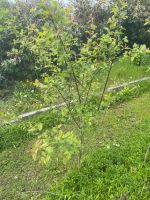 Obstbaum, junge Bäume, Apfel, Birne, Edelpflaume Bayern - Lichtenfels Vorschau