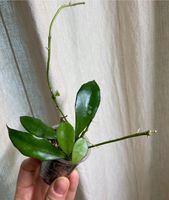 Hoya lacunosa, bewurzelt Altona - Hamburg Ottensen Vorschau