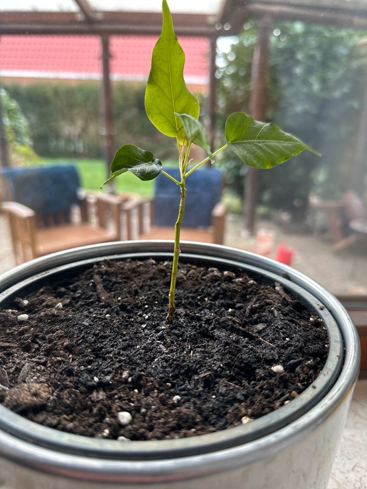 Buddha Bodhi baum in Topf-Ø 40 cm Höhe1,40 cm Zimmerpflanze in Bremen