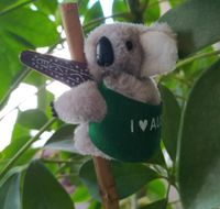 Klemmtier Klammertier Koalabär Koala Rheinland-Pfalz - Schwegenheim Vorschau